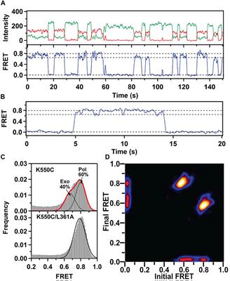 Conformational Dynamics of DNA Polymerases Revealed at the Single-Molecule Level